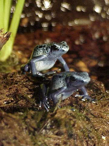  Dendrobates azureus ID = 