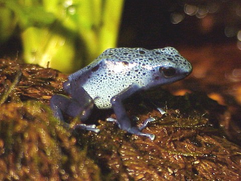  Dendrobates azureus ID = 