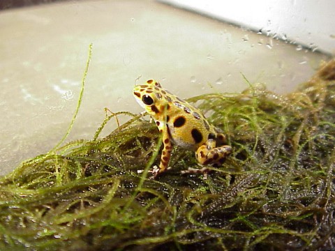  Dendrobates pumilio ID = 