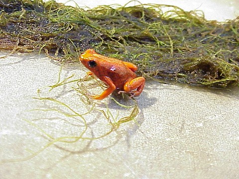  Dendrobates pumilio ID = 