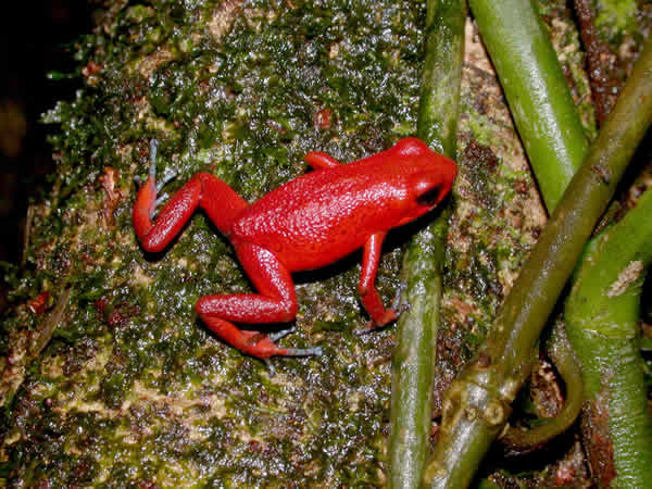  Dendrobates pumilio ID = 