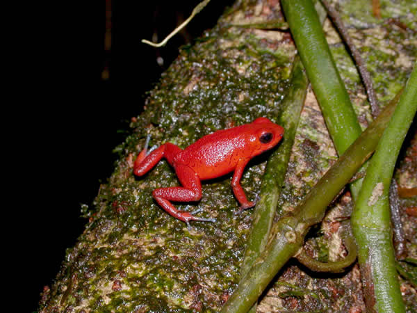  Dendrobates pumilio ID = 