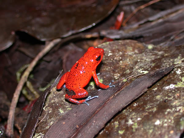  Dendrobates pumilio ID = 