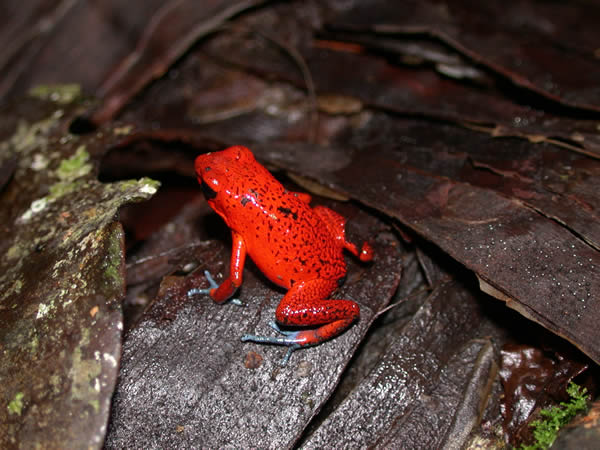  Dendrobates pumilio ID = 