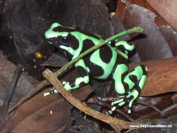  Dendrobates Auratus - Goldbaumsteiger ID = 