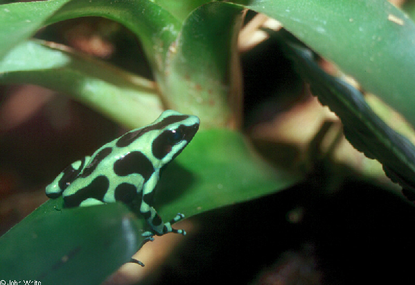  Dendrobates auratus ID = 