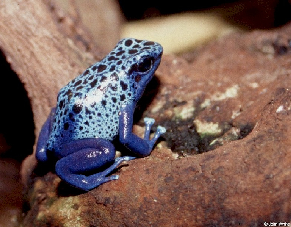  Dendrobates azureus ID = 