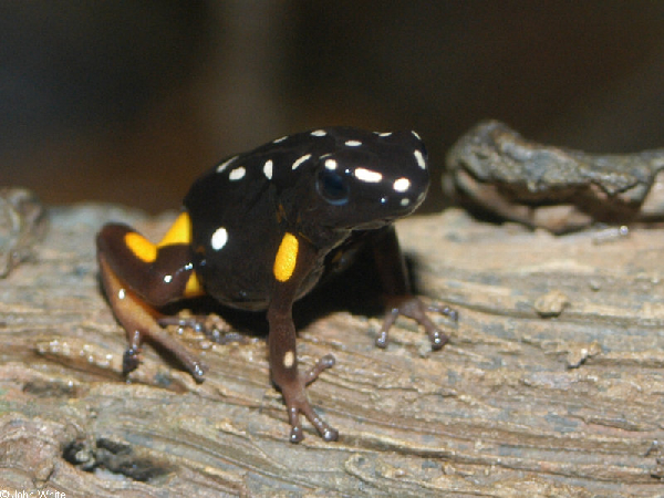  Dendrobates castaneoticus ID = 