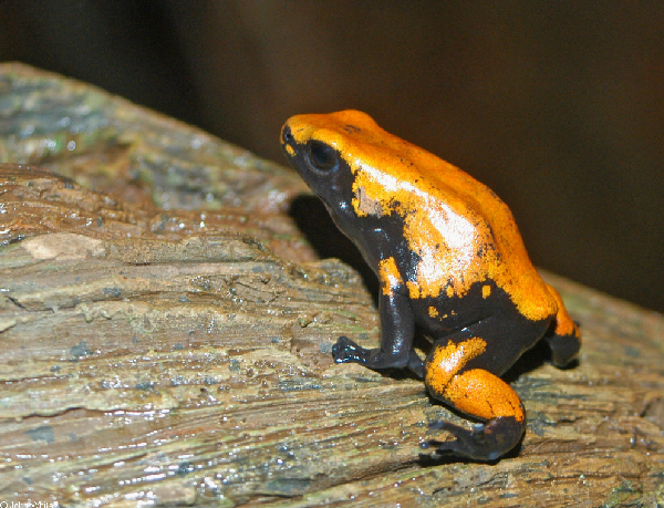  Dendrobates galactonotus ID = 