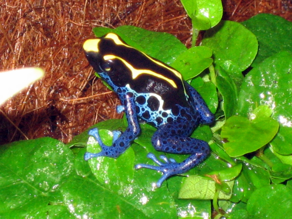  Dendrobates tinctorius nominat ID = 