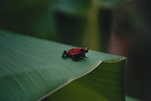  Dendrobates pumilio ID = 