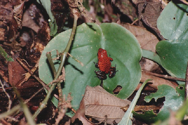  Dendrobates pumilio ID = 