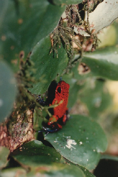  Dendrobates pumilio ID = 