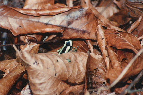  Dendrobates auratus "Karibikseite" ID = 