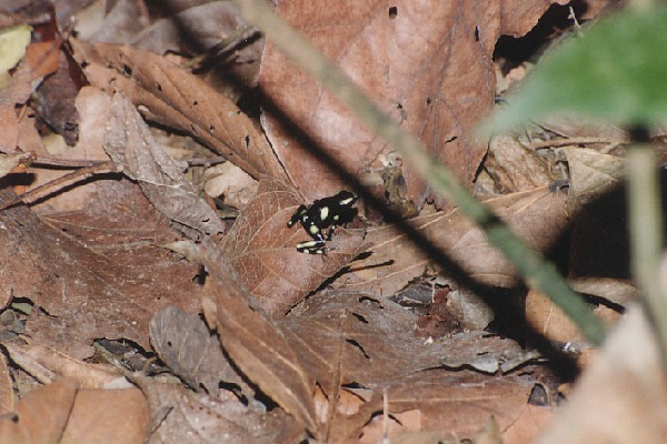  Dendrobates auratus "Pazifikseite" ID = 