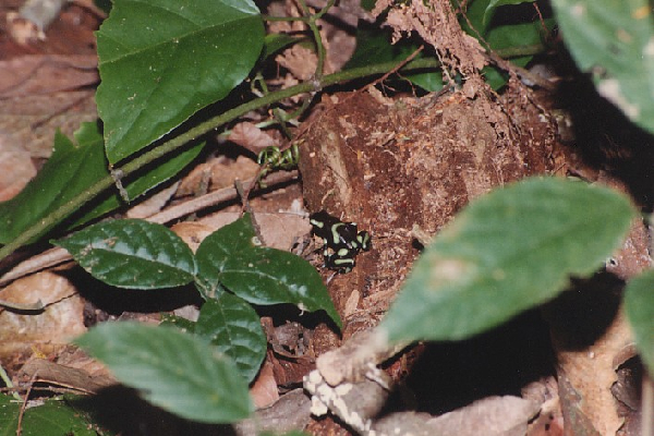  Dendrobates auratus "Pazifikseite" ID = 