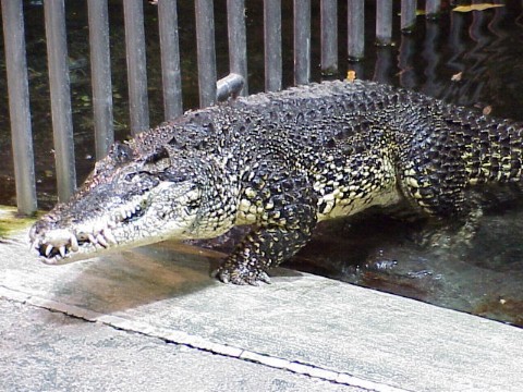  Crocodylus rhombifer ID = 