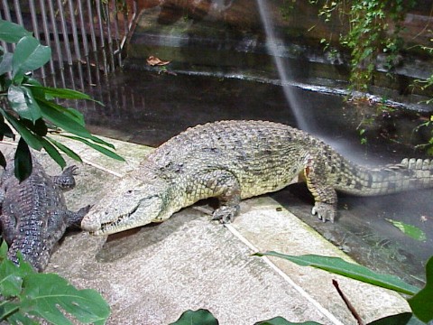  Crocodylus niloticus ID = 