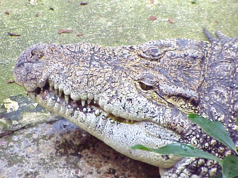  Crocodylus niloticus ID = 