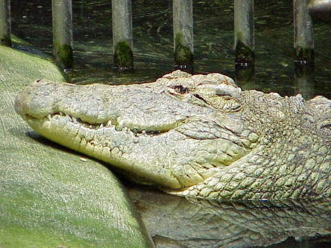  Crocodylus niloticus ID = 