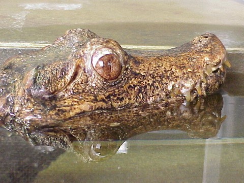  Paleosuchus palpebrosus ID = 