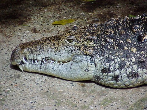  Crocodylus niloticus ID = 