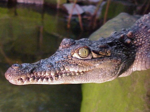  Crocodylus niloticus ID = 