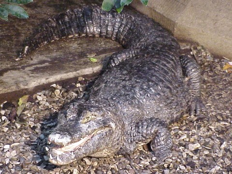  Caiman crocodylus ID = 
