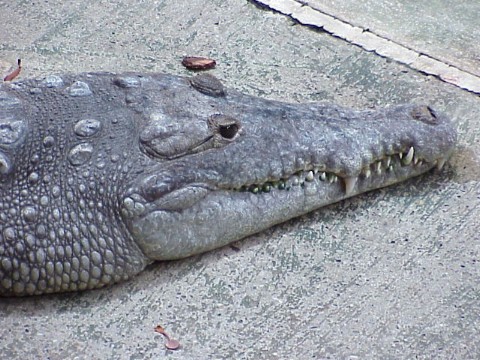  Crocodylus intermedius ID = 