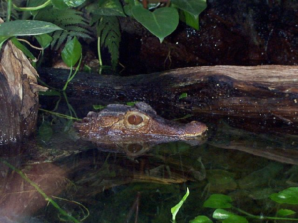  Paleosuchus palepebrosus ID = 