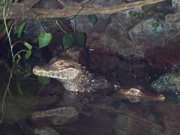  Paleosuchus palepebrosus ID = 