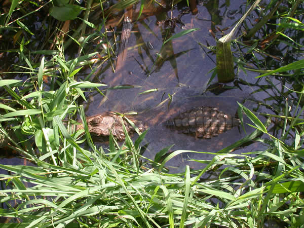  Caiman crocodilus ID = 