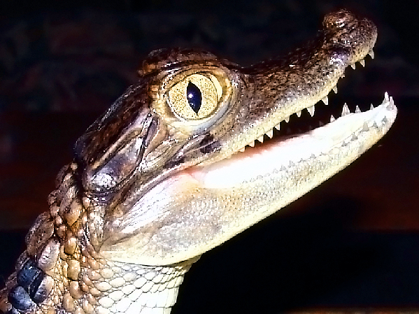  Caiman crocodilus ID = 