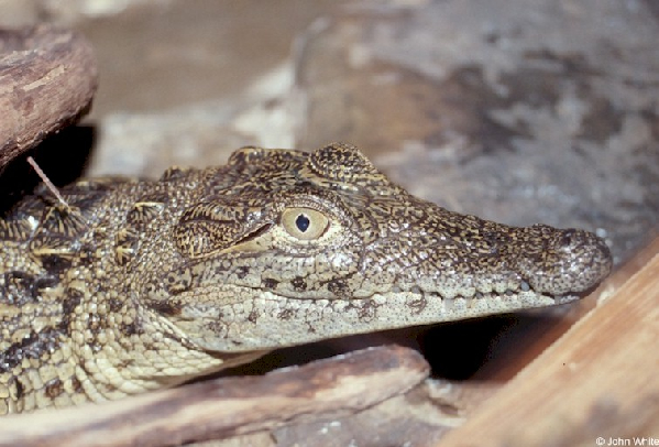  Crocodylus niloticus ID = 