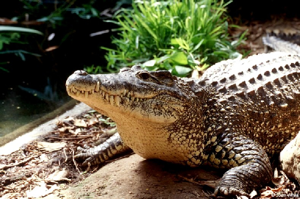  Crocodylus rhombifer ID = 