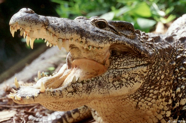  Crocodylus rhombifer ID = 