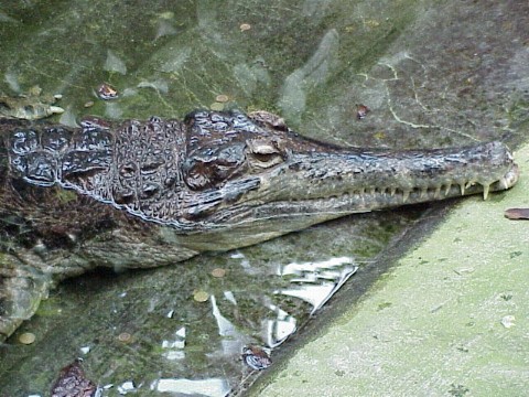  Tomistoma schlegelii ID = 