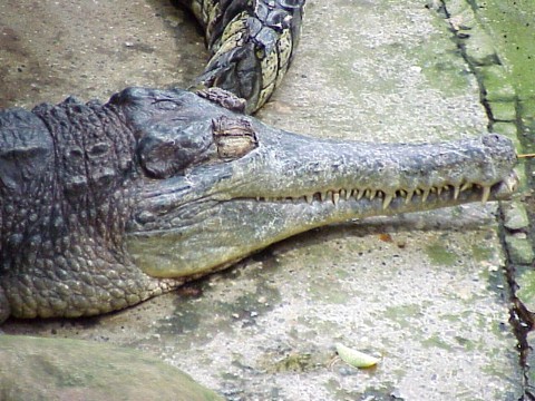  Tomistoma schlegelii ID = 