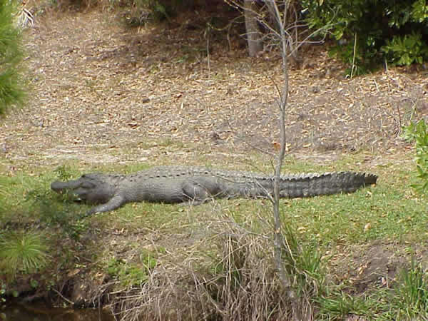  Alligator misssissippiensis ID = 