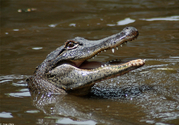  Alligator mississippiensis ID = 