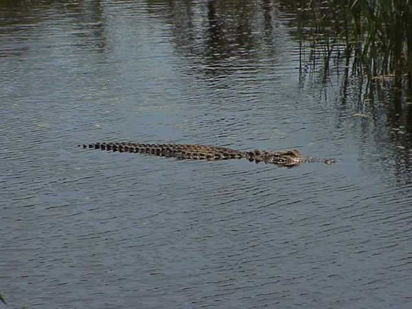  Alligator misssissippiensis ID = 