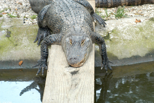  Alligator mississippiensis ID = 