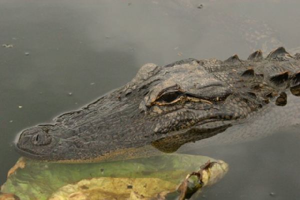  Alligator mississippiensis ID = 