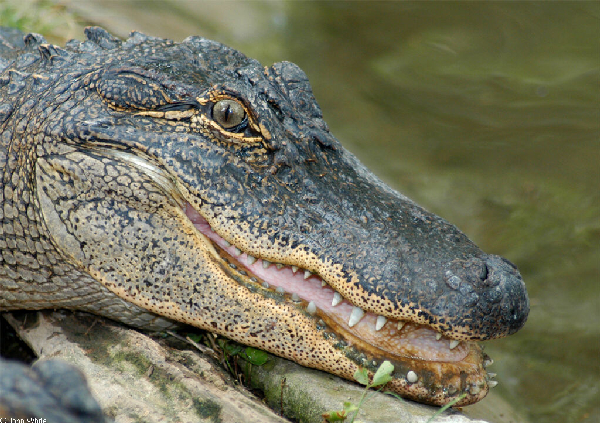  Alligator mississippiensis ID = 