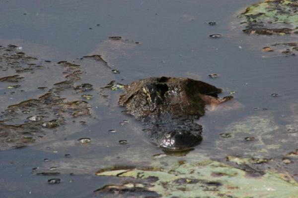  Alligator mississippiensis ID = 