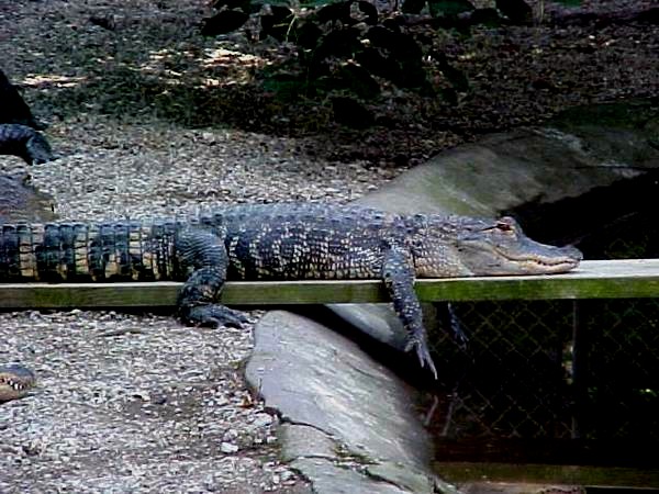  Alligator mississippiensis ID = 