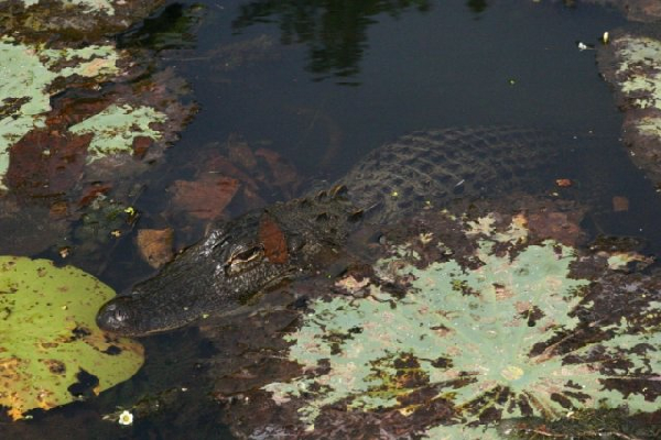  Alligator mississippiensis ID = 