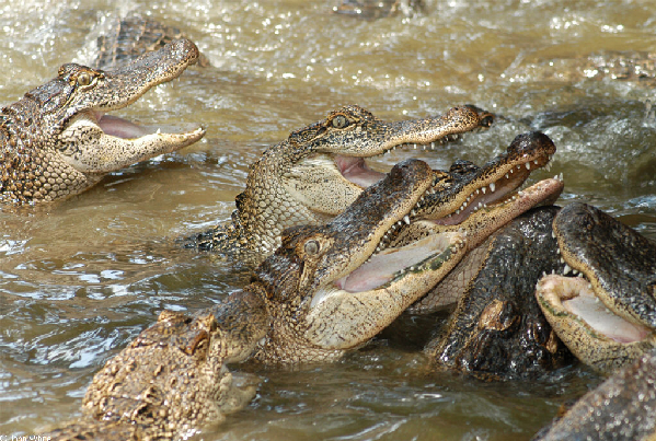  Alligator mississippiensis ID = 