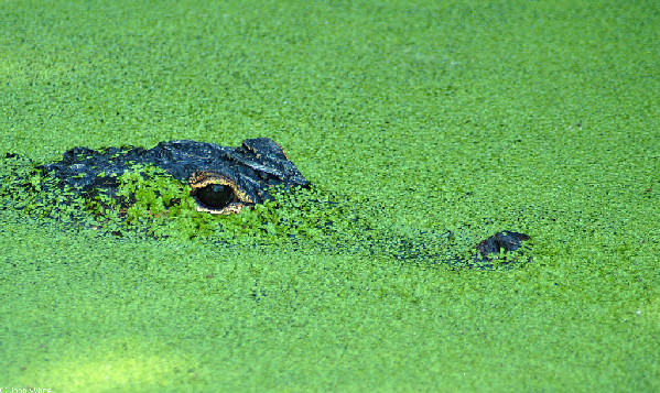  Alligator mississippiensis ID = 