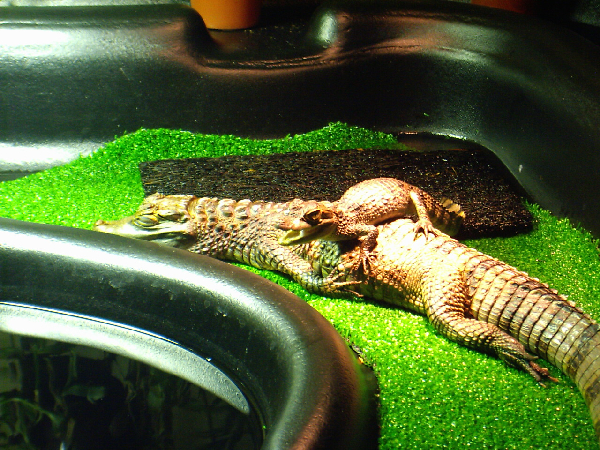  caiman crocodilus ID = 